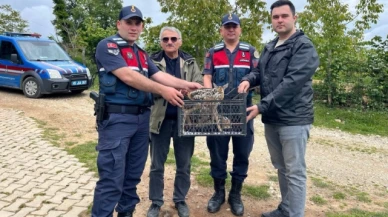 Taşova’da Devriye Atan Jandarmalar 2 Yavru Karaca Buldu