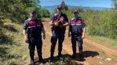 Yaralı Kızıl Şahin Koruma Altına Alındı
