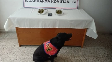 Amasya'da Uyuşturucu Operasyonu: 1 Tutuklama