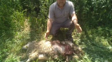 Başıboş köpekler 9 küçükbaş hayvanı parçaladı