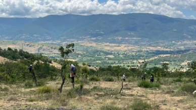 Taşova’da Antep Fıstığı Ormanları Kuruluyor