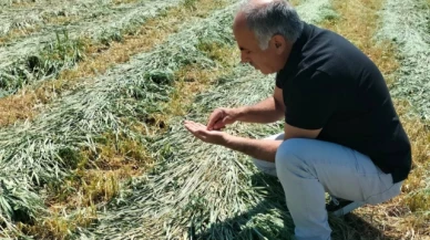 Yem Bitkileri Arazi Kontrolleri Devam Ediyor