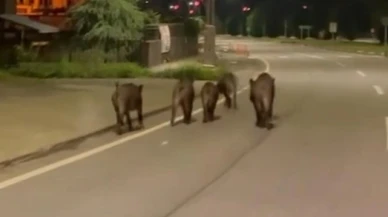 Aç kalan domuzlar ilçe merkezine indi