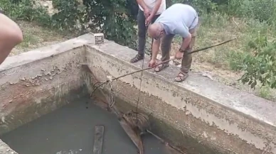 Amasya'da sulama havuzuna düşen yaban domuzu yavrusu kurtarıldı