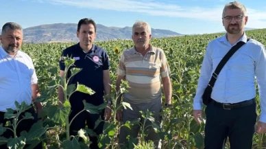 Ayçiçeği Tohumları Amasya'da Yetişiyor