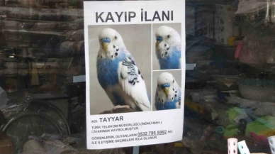 Muhabbet kuşunu bulmak için her yere kayıp ilanı astı