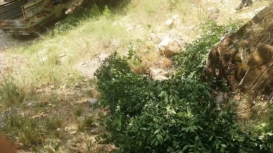 Ormanda kaçak ağaç kesen 3 şahıs yakalandı