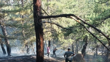 Sungurlu'da orman yangını