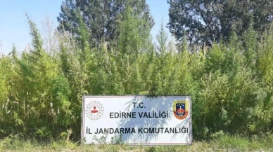 159 bin kök kenevir ele geçirildi