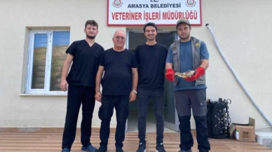 Amasya’da nesli tükenmekte olan Balaban Kuşu yaralı bulundu