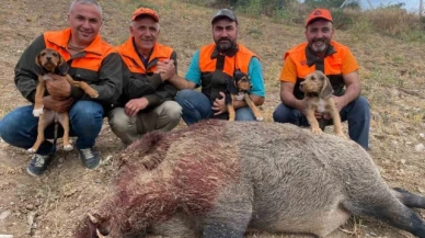 Avcılar 234 kiloluk yaban domuzu avladı