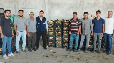 Çelik, Elma Hasadına Katıldı