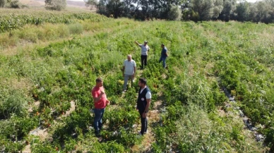 Çelik, kapya biber ve patlıcan hasadına katıldı