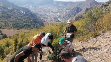 Amasyalı örnek aile 100 kilo meşe palamudu dikti
