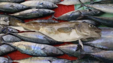 Balıkçıların ağına 1 kilogramlık mezgit balığı takıldı