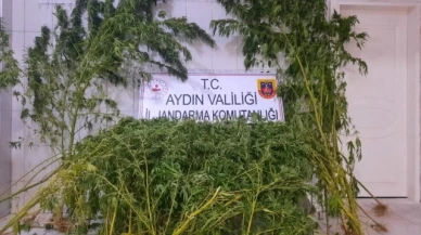 Dere kenarında 167 kök hint keneviri bitkisi ele geçirildi