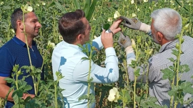 Kartal, Kışlabeyi Köyü’nde bamya hasadına katıldı