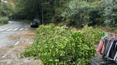 Kökünden kopan ağaç araçların üzerine devrildi, sürücüler korku dolu anlar yaşadı