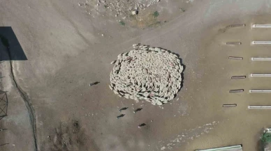 Koyunlarla koçlar peş peşe döndü, o anlar havadan görüntülendi