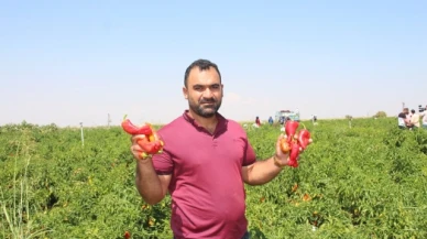 Şanlıurfa'da acı biberin hasadı sürüyor