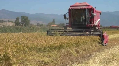 Taşova'da çeltik hasadı başladı