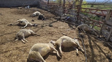 Suluova'da ağıla giren kurtlar, koyun sürüsünün yarısını telef etti