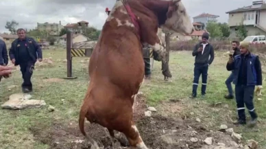 Suluova'da çukura düşen inek vinç yardımıyla kurtarıldı