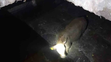 Suluova'da gübre çukuruna düşen ineği belediye ekipleri kurtardı