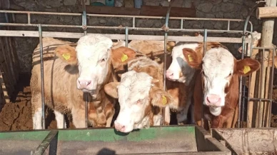 Amasya DSYB'nin Suni Tohumlama Faaliyetleri Sürüyor