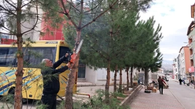 Taşova Belediyesi’nden Ağaç Budama Çalışmaları