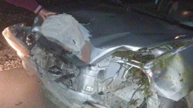 Trafik kazasında 4 hayvan telef oldu