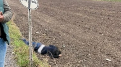 Yol kenarında erkek cesedi bulundu