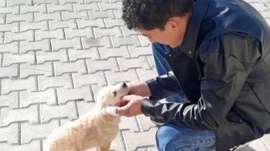 Amasya'da patili dostlar sahiplendiriliyor