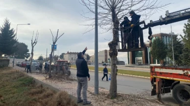 Suluova'da ağaç bakım ve budama çalışmaları