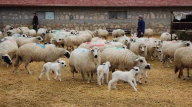 Bu koyunlar en az ikiz yavruluyor: 3 kilo doğan süt kuzuları 2,5 ayda 30 kiloya ulaşıyor