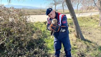 Amasya'da yaralı olarak bulunan şahin koruma altına alındı