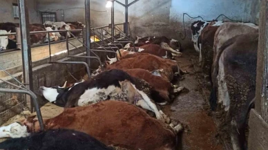 Elektrik kaçağından 11 büyükbaş hayvan telef oldu