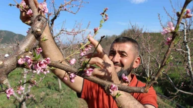 Ağaçların hepsini soğuktan korumak için dondurmuştu, tomurcukların yüzde 80’i çiçek açtı
