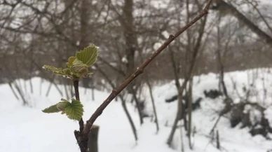 Fındık üreticilerine asılsız ihbar uyarısı
