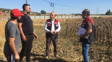 Gümüşhacıköy’de Ayçiçeği Hasadı: Dane Kaybına Geçit Yok!