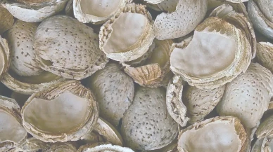 Rüyada Kabuk Görmek Ne Anlama Gelir? İşte Rüya Tabirine Göre Yorumlar