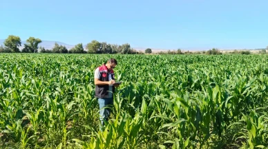 Suluova’da Yem Bitkilerinde Fenolojik Gözlemler Yapıldı