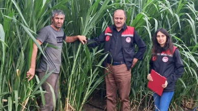 Hamamözü’nde Hibeli Yem Bitkisi Ekim Alanlarında Kontroller Yapıldı