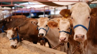 Hayvan Pazarı Kapatıldı