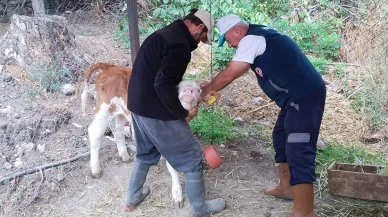 Suluova’da Şap Aşısı Çalışmaları Aralıksız Sürüyor