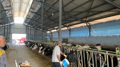 Merzifon’da Ari İşletme Tespit ve Kontrol