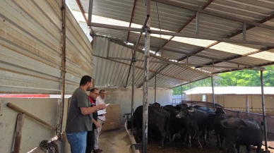Amasya’da Halk Elinde Anadolu Mandası Projesi Tüm Hızıyla Sürüyor