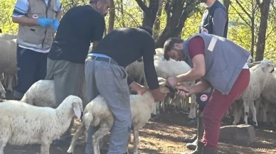 Merzifon Kamışlı’da Küçükbaşlara Sağlık Zırhı