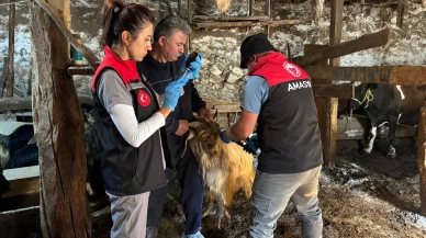 Gümüşhacıköy’de Aşılama Seferberliği