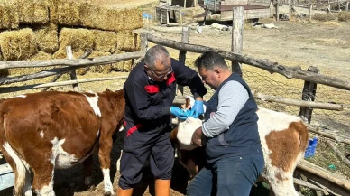 Çaybaşı’nda Brusella Aşısı
